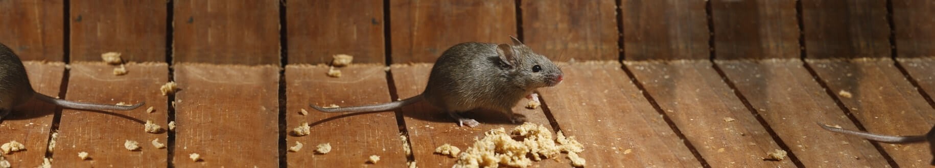 VTW Plaagdierbeheersing 